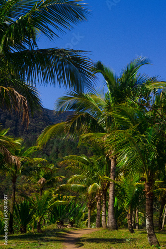 Palm Trees  Praia de Calhetas 