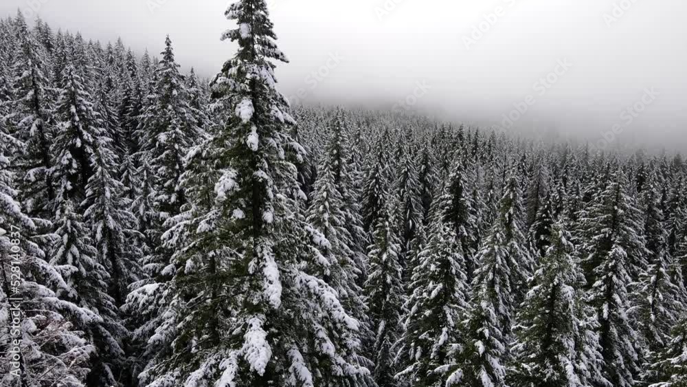It's a winter wonderland. Flying over a fresh snow covered forest in Oregon It's a winter wonderland. Flying over a fresh snow covered forest in Oregon