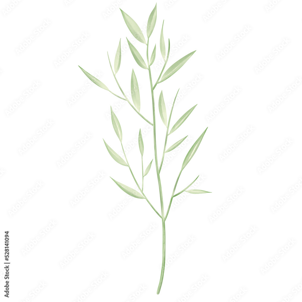 Fototapeta premium Watercolor leaves and branches lovely design elements. rosemary isolated on white