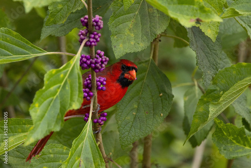 Male northern cardinal (Cardinalis cardinalis) eating seeds from a beautyberry (Callicarpa americana) plant. photo