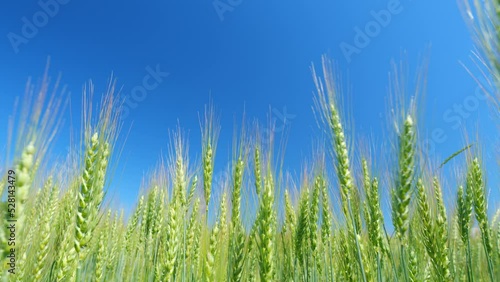Beautiful blue sky. Strong winds sway wheat field. Low anlgle view. Wheat crop field swaying though wind. Summer agricultural field.