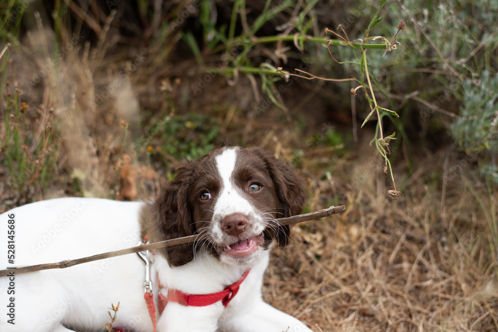 English Springer Spaniel puppy happily chewing on stick in garden