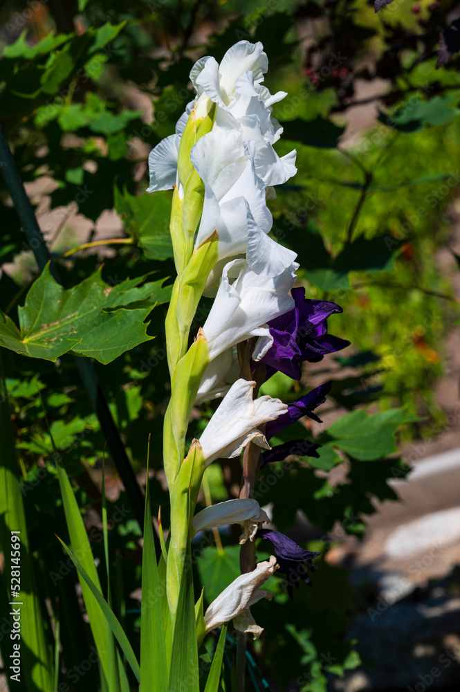 Close-up of a white Gladiolus flower with a blurred background. Close-up of a white Gladiolus flower with a blurred background.