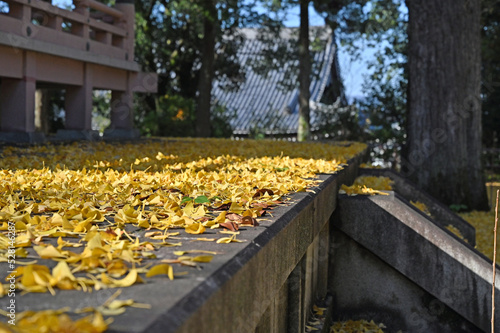 秋の京都 知恩院の紅葉した銀杏の落ち葉の風景