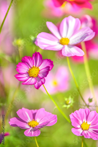 コスモスの花 © inoumasa