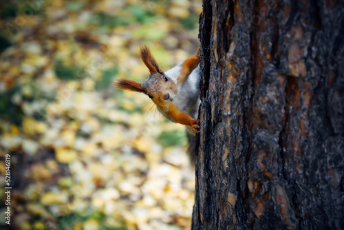 Fluffy squirrel on a tree in city park or forest, blurred autumn background. Close-up.
