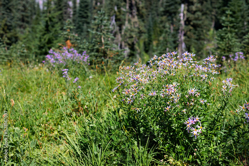 Wildflowers in the meadow at Mt. Rainier National Park.