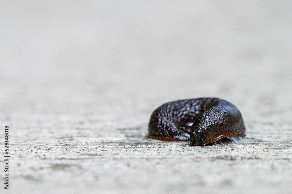 Black slug curled on a cement sidewalk
