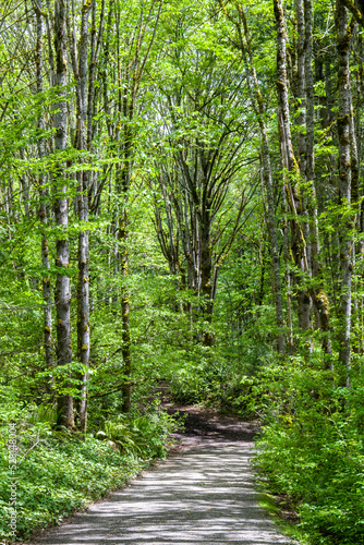 Fototapeta Naklejka Na Ścianę i Meble -  Woodland trail on a sunny spring day, deciduous forest in Bellevue, WA

