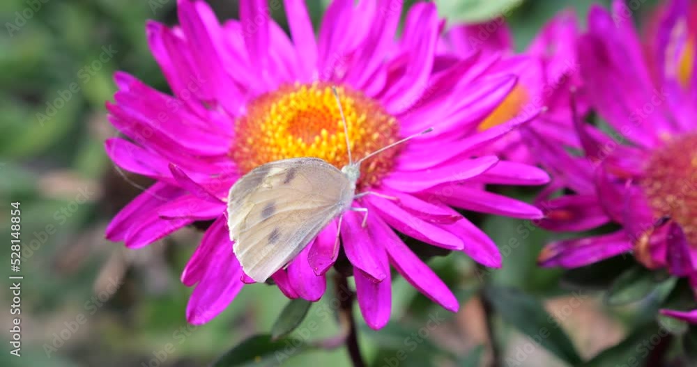 Cabbage butterfly on pink chrysanthemum. Summer macro shooting. Cabbage butterfly on pink chrysanthemum. Summer macro shooting.