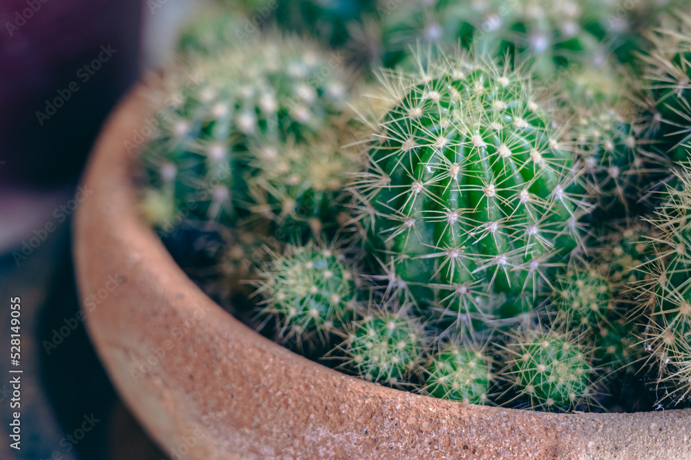 Small cactus plants growing in a pot in the garden, selective focus.