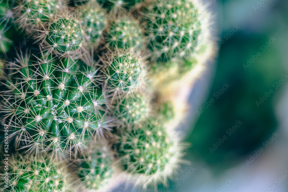 Small cactus plants growing in a pot in the garden, selective focus.
