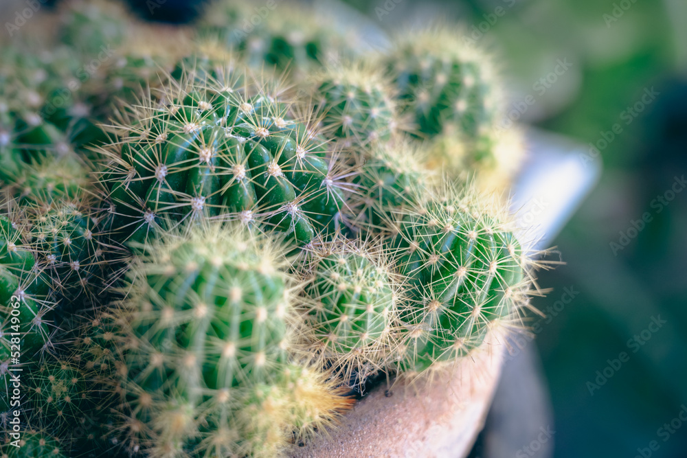 Small cactus plants growing in a pot in the garden, selective focus.