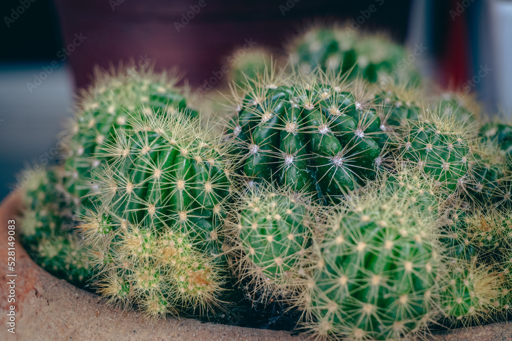 Small cactus plants growing in a pot in the garden, selective focus.