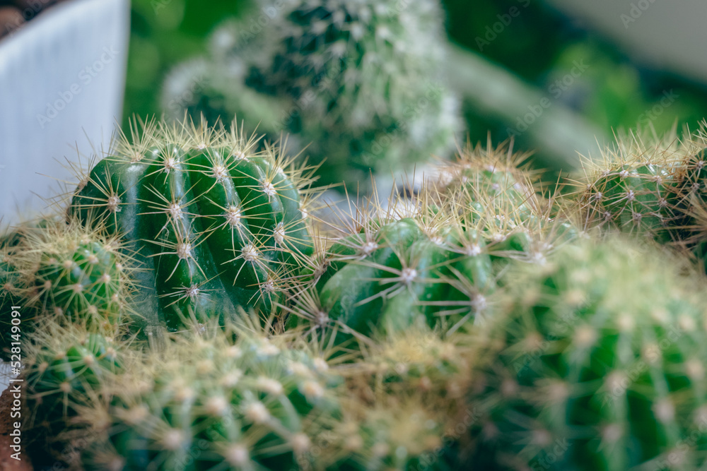Small cactus plants growing in a pot in the garden, selective focus.
