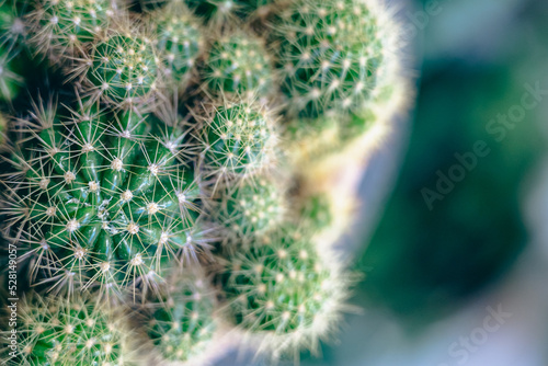 Obraz na płótnie Small cactus plants growing in a pot in the garden, selective focus. w salonie