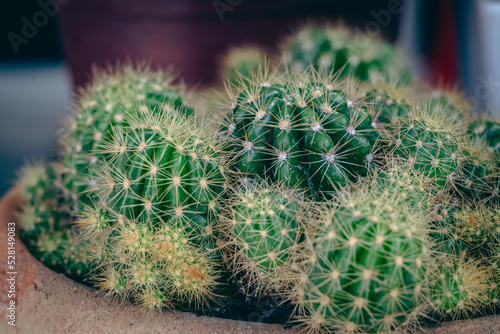 Obraz na płótnie Small cactus plants growing in a pot in the garden, selective focus. w salonie