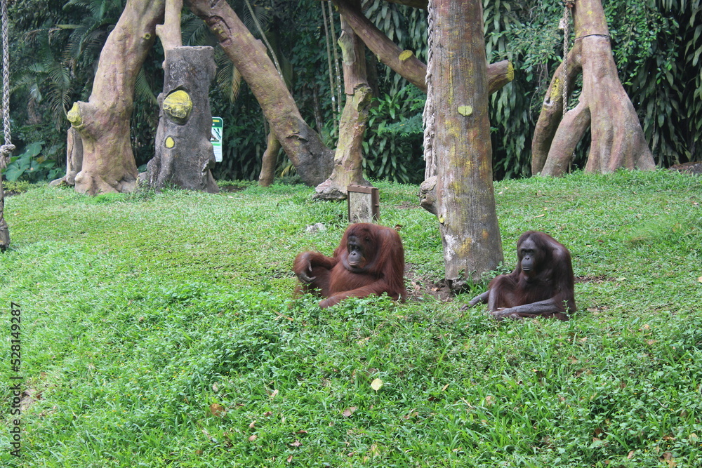 Orang is a type of great ape with long arms and reddish or brown hair