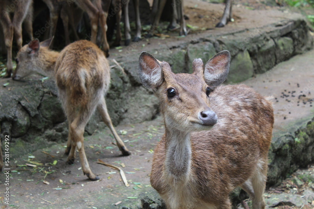 a herd of bawean deer near the cage a herd of bawean deer near the cage