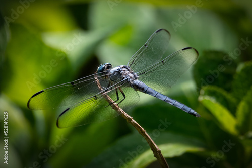 Great Blue Skimmer Dragonfly