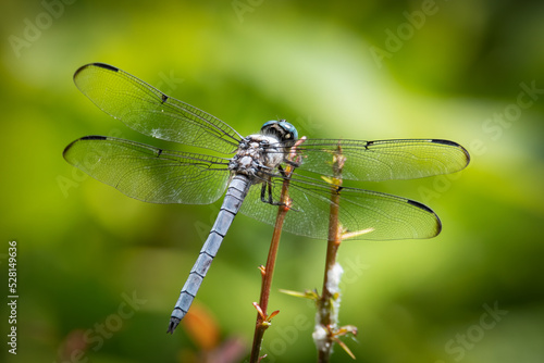 Great Blue Skimmer Dragonfly © Robert