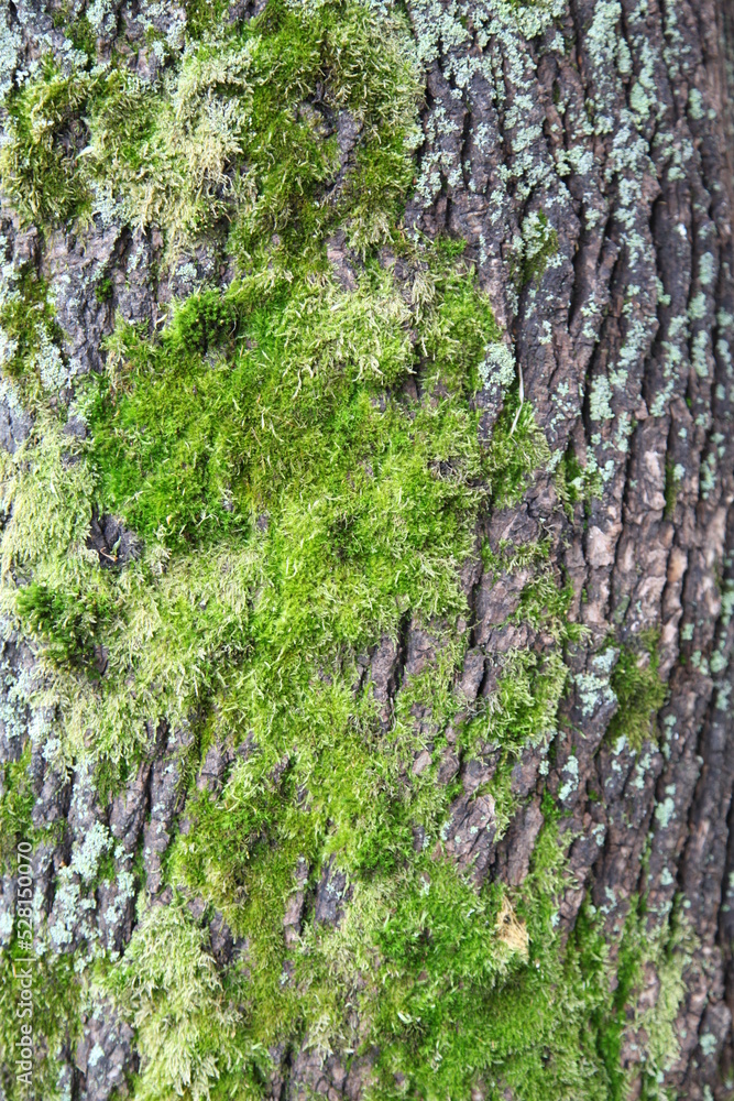 Obraz premium Tree bark texture 