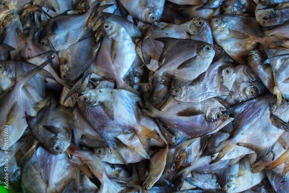 pile of pomfret fish in Indian fish super store for sale and export