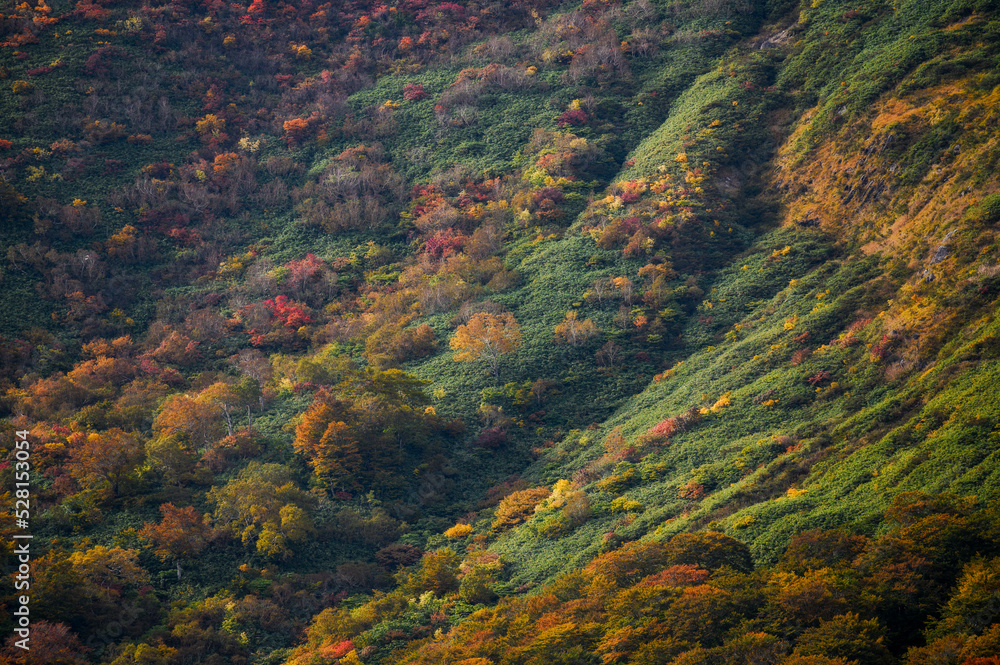 秣岳の斜面、秋