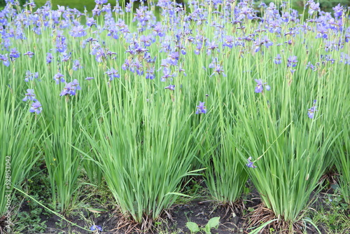 Fototapeta Naklejka Na Ścianę i Meble -  Blue iris flowers in the garden