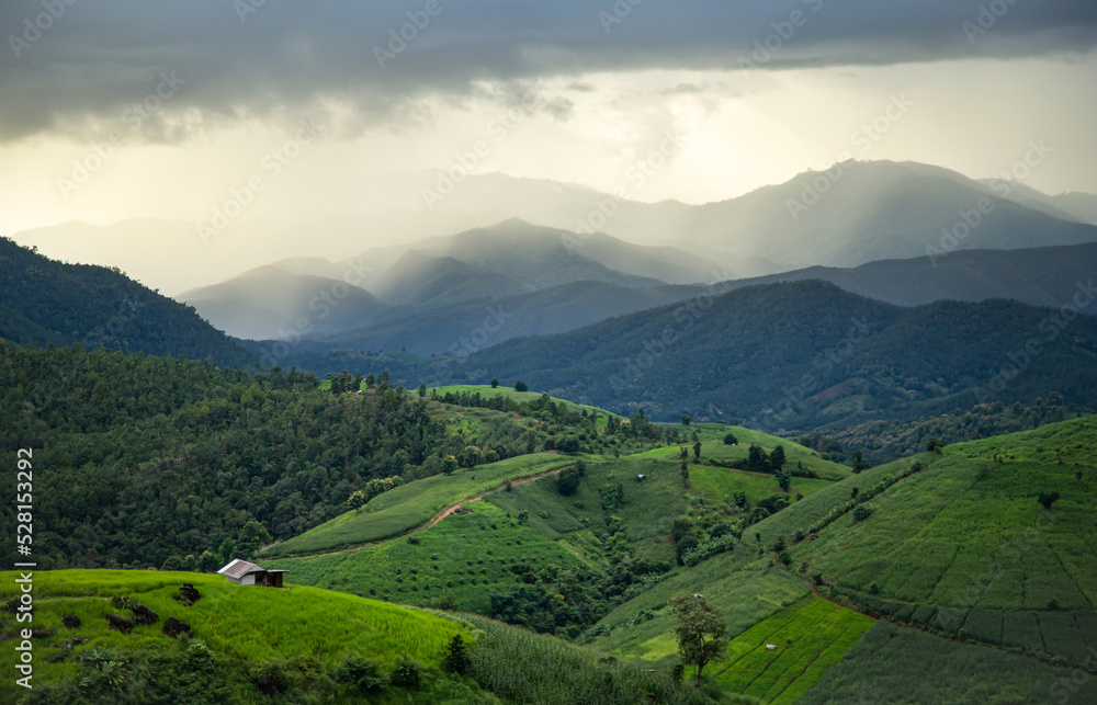 Obraz premium Paddy rice fields in shape of layer at Papongpaing, Chaingmai, Thailand. local organic natural travel.