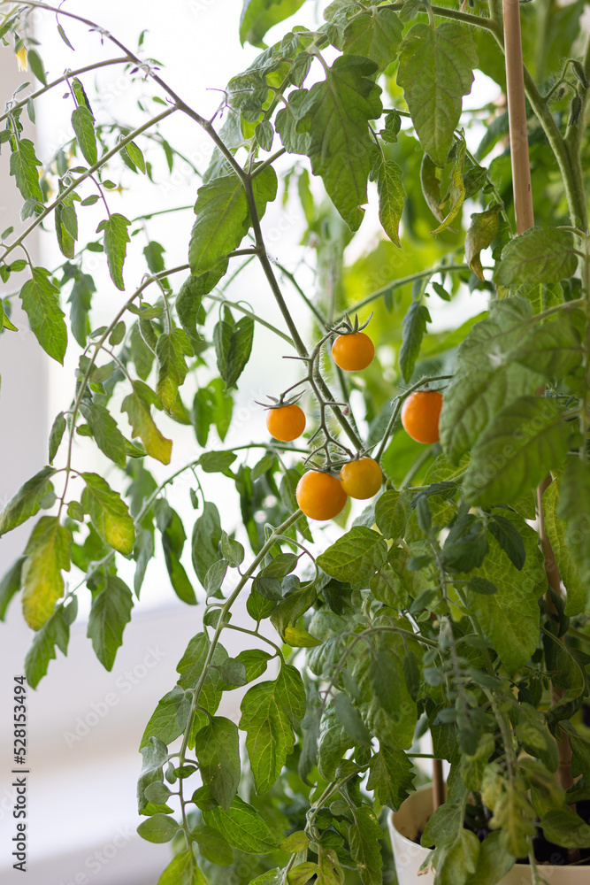 Concept of home gardening. Tomato seedlings in the pot with ripe orange fruit.