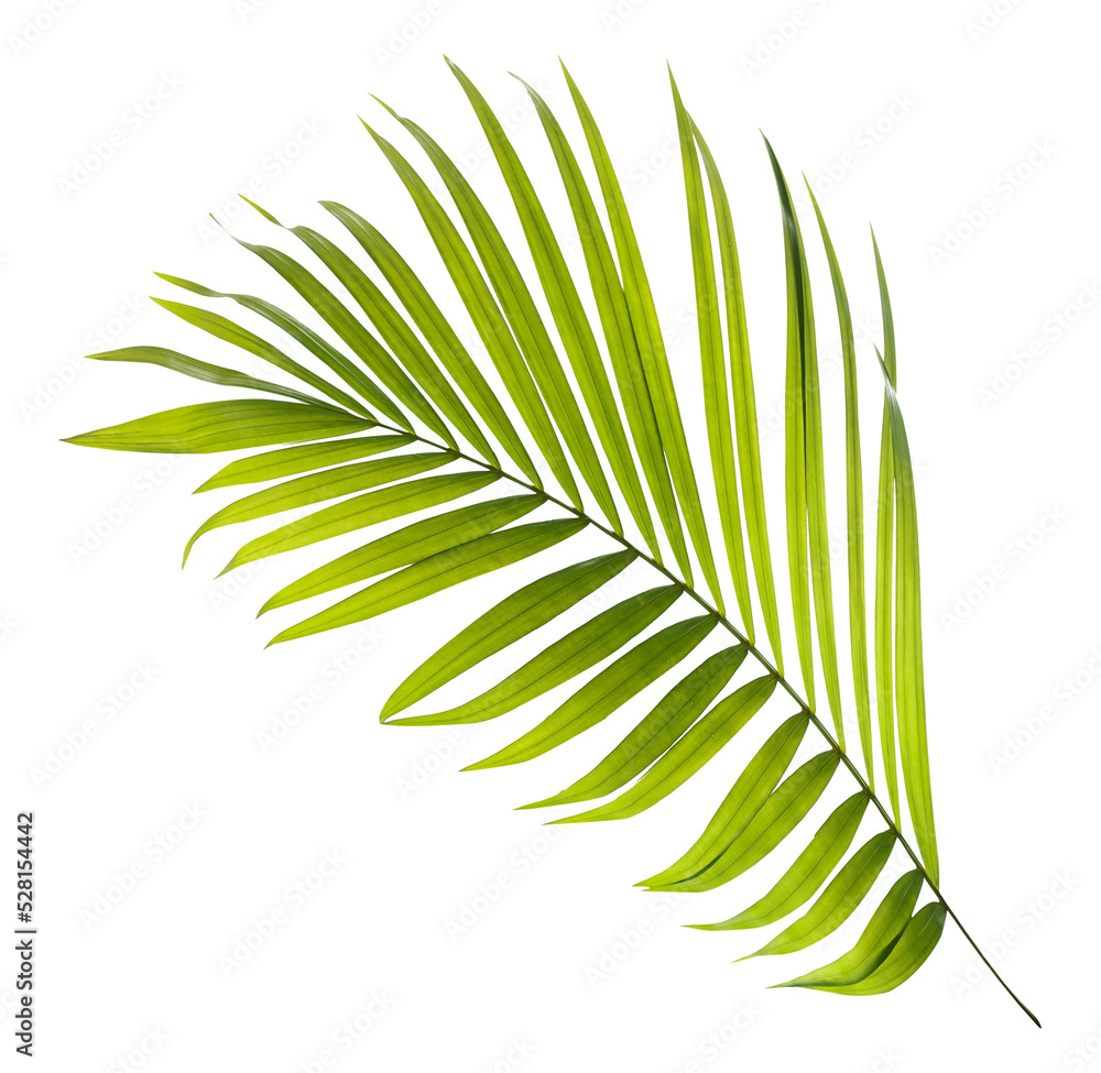 Obraz premium Green leaf of palm tree on transparent background png file