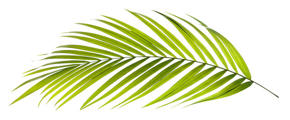 Green leaf of palm tree on transparent background png file