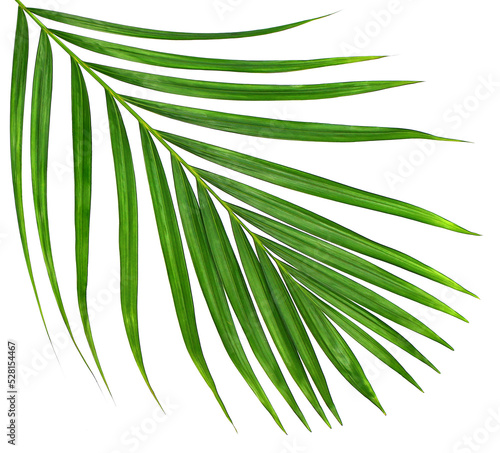 Green leaf of palm tree on transparent background png file