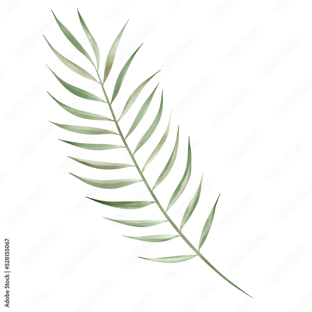 fern leaf isolated on white Beautiful watercolor tropical leaves painted on white paper.