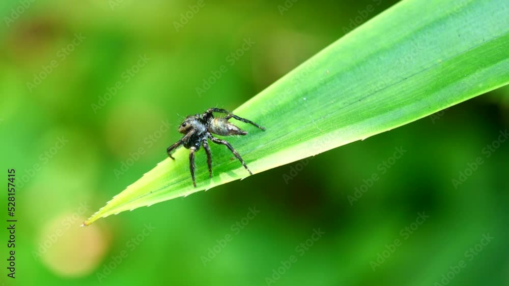 Black color spider walking on leaf tree plant with natural green background Black color spider walking on leaf tree plant with natural green background