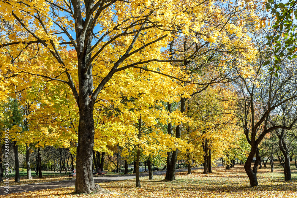 sunny autumn park landscape. trees with bright yellow foliage.