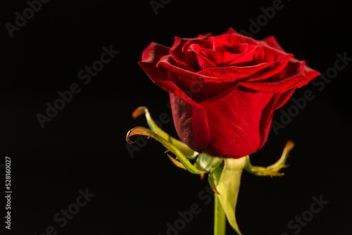 Fototapeta Naklejka Na Ścianę i Meble -  Close-up of red rose