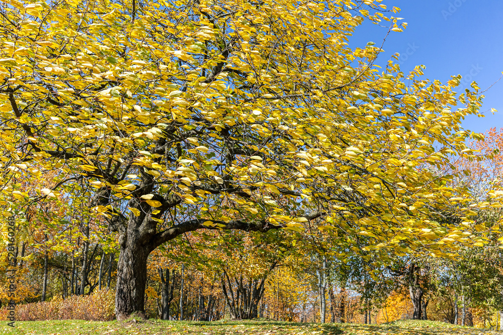 beech tree with yellow autumn leaves in a strong wind on blue sky background