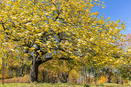 beech tree with yellow autumn leaves in a strong wind on blue sky background