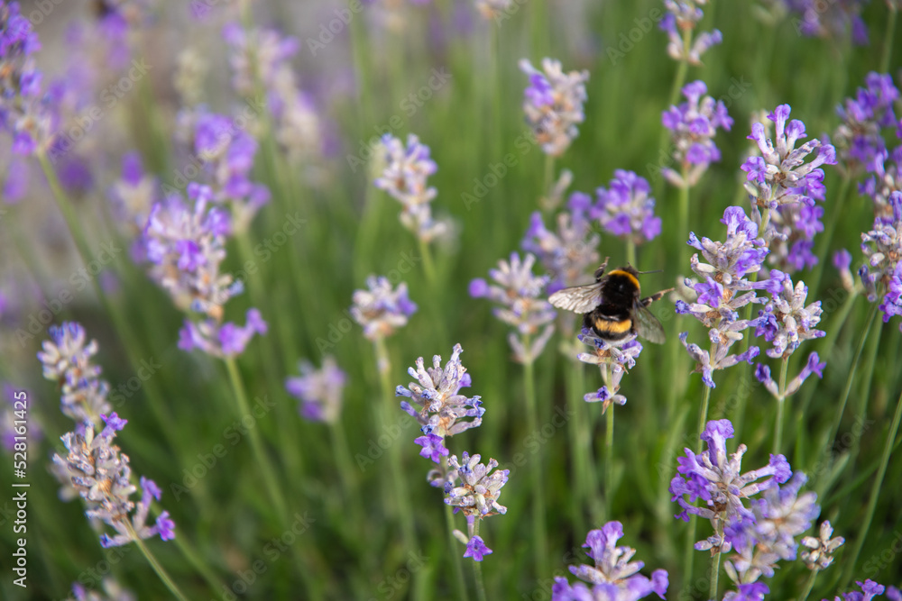 striped bumblebees and bees collect nectar and pollinate purple lavender flowers striped bumblebees and bees collect nectar and pollinate purple lavender flowers