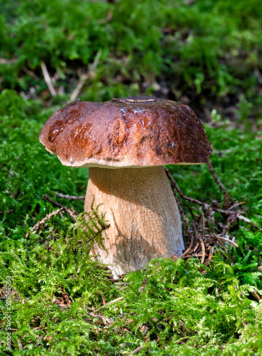 Wild edible mushroom, boletus, minimalist against the green moss.