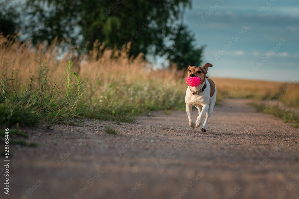 Cheerful jack russell terrier is playing outside the city in the field. Cheerful jack russell terrier is playing outside the city in the field.