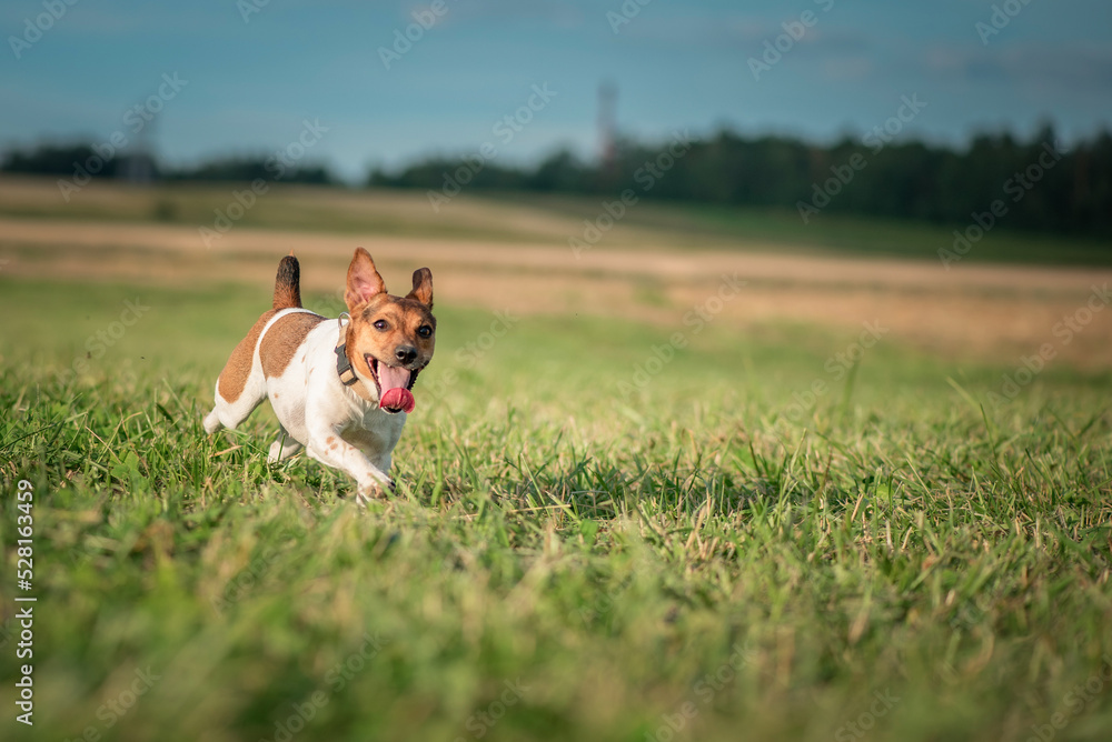 Cheerful jack russell terrier is playing outside the city in the field. Cheerful jack russell terrier is playing outside the city in the field.