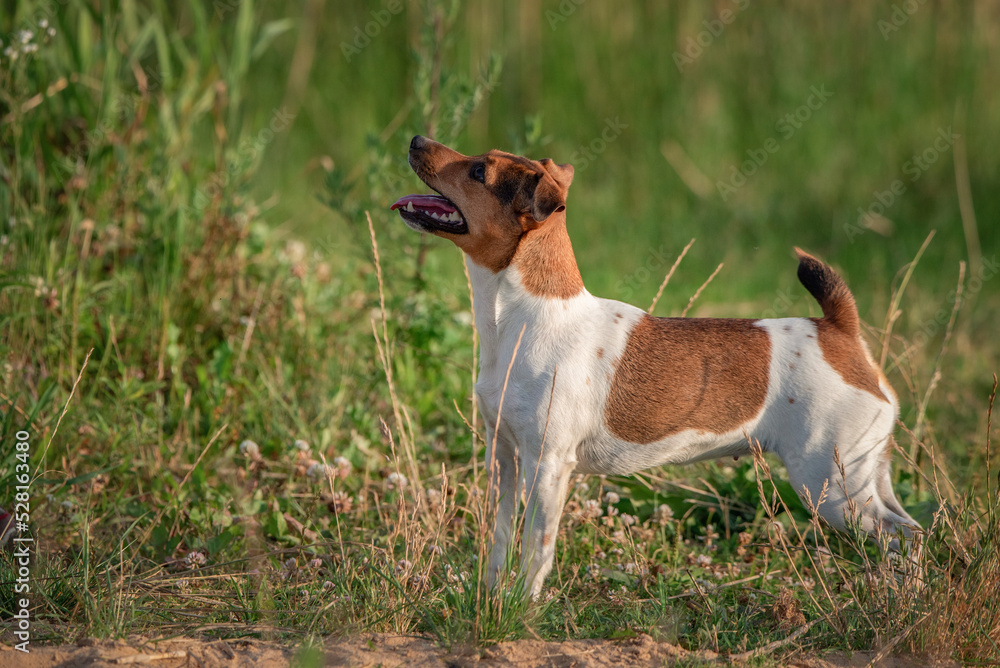 Cheerful jack russell terrier is playing outside the city in the field. Cheerful jack russell terrier is playing outside the city in the field.