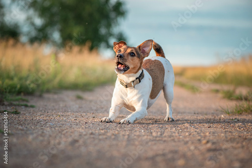 Fototapeta Naklejka Na Ścianę i Meble -  Cheerful jack russell terrier is playing outside the city in the field.