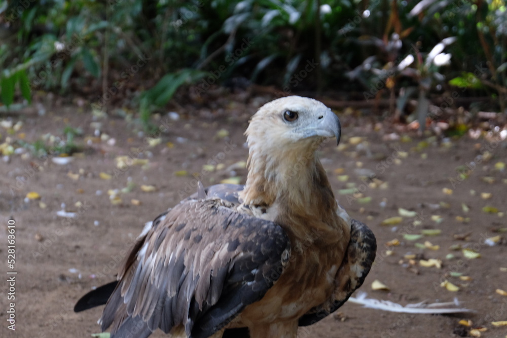 Fototapeta premium The white-bellied sea eagle (Haliaeetus leucogaster), also known as the white-breasted sea eagle, is a large diurnal bird of prey in the family Accipitridae