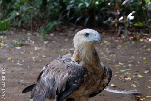 The white-bellied sea eagle  Haliaeetus leucogaster   also known as the white-breasted sea eagle  is a large diurnal bird of prey in the family Accipitridae