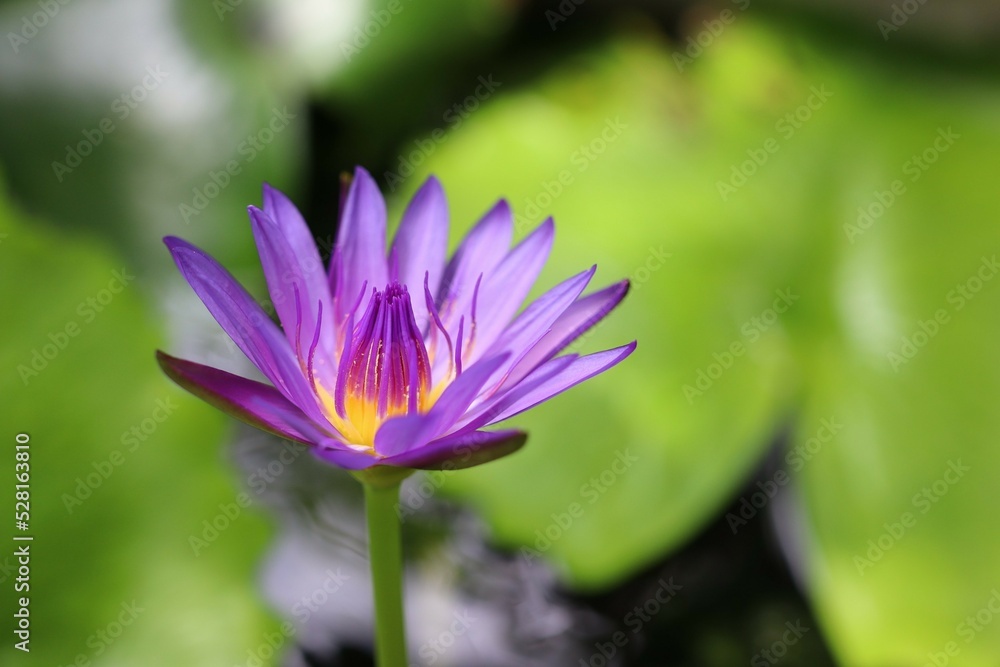 Egyptian Lotus Nymphaea or previously Nymphaea caerulea, known primarily as blue lotus or blue Egyptian lotus but also blue water lily or blue Egyptian water lily Egyptian Lotus Nymphaea or previously Nymphaea caerulea, known primarily as blue lotus or blue Egyptian lotus but also blue water lily or blue Egyptian water lily