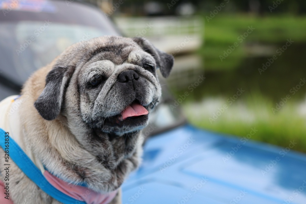 pug old fat cute sit on the car travel world dog day concept